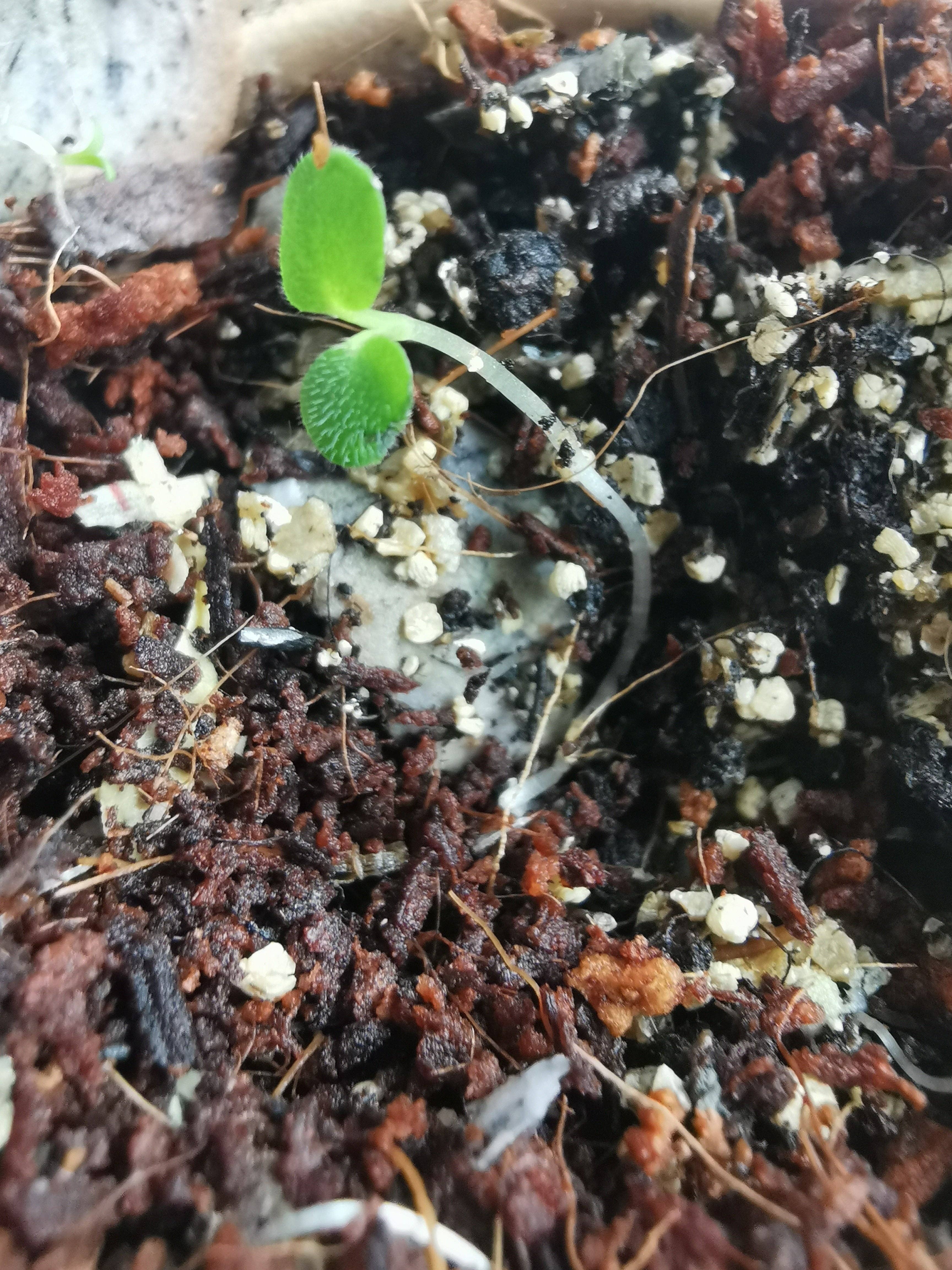 Rippotai - Wholesale Pencil - Semi-paper pencil, write, temper and sow!9