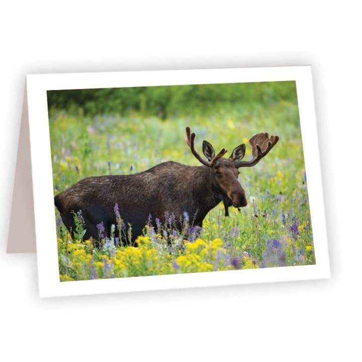 Nature and Wildlife Cards - Moose in Wildflowers for wholesale by Ahava River Cards, Books & Decor