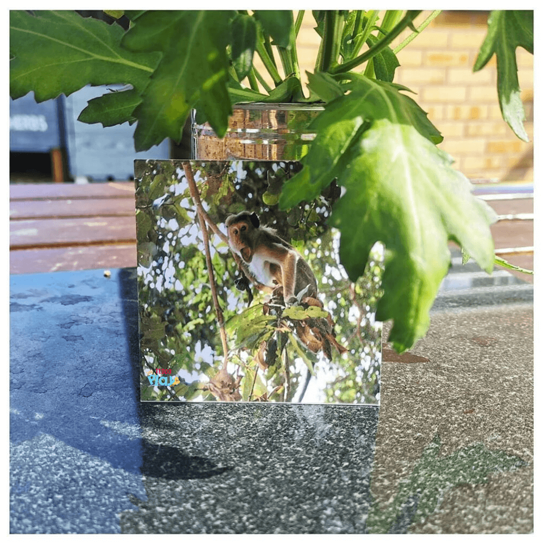 Teddo Play – Großhandel Lernkarten – Kind & Baby – Animal Sounds & Noises Pädagogische Geschenke für Kinder +Werbegeschenke7