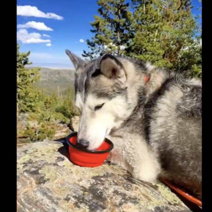 Mr. Peanut's – Engroshandel Madskål - Kat/hund – Sammenklappelige silikone rejse skåle - 12 ounce1
