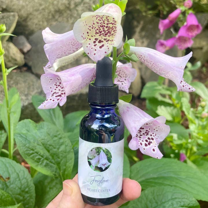 Stenella Farms – Essência floral por atacado – Essência de flor de dedaleira