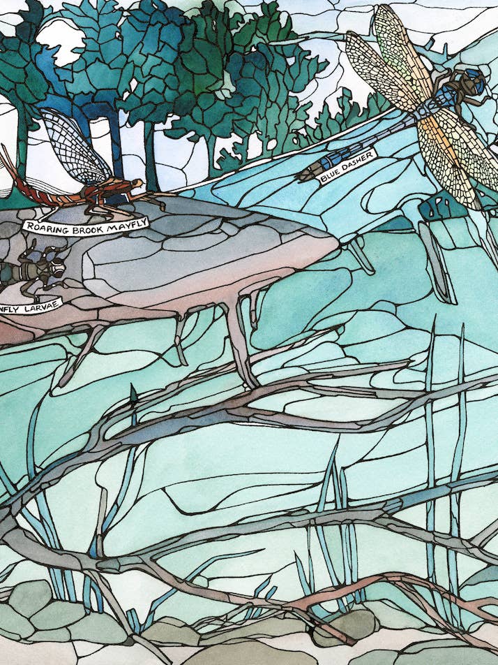 Vernal pool card for wholesale by Mattie Rose Art