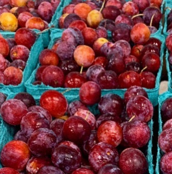 Josephine's Feast - Wholesale Preserves - AAward Winning Wild Foraged Beach Plum Preserves6