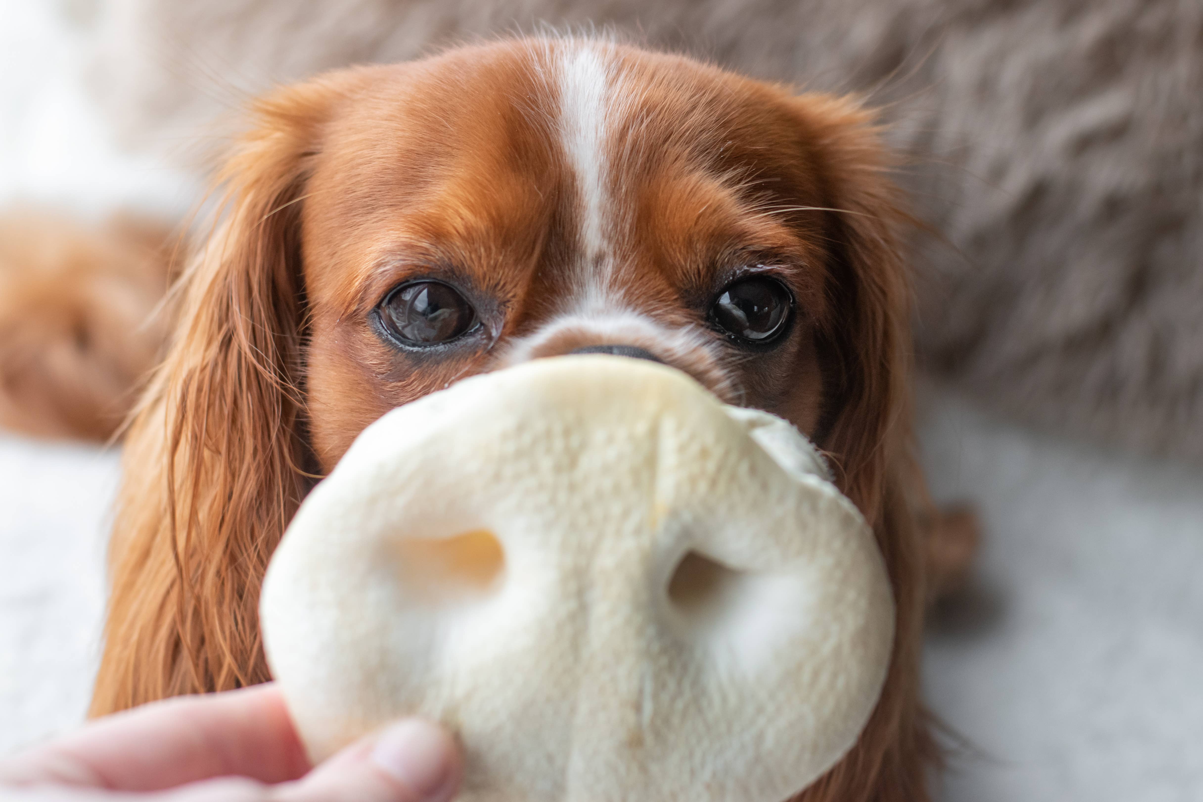 Kivo Petfood – wholesale Pet treats – Dog – Dog Snack - Puffed Pork Nose with Honey - 5 pieces4