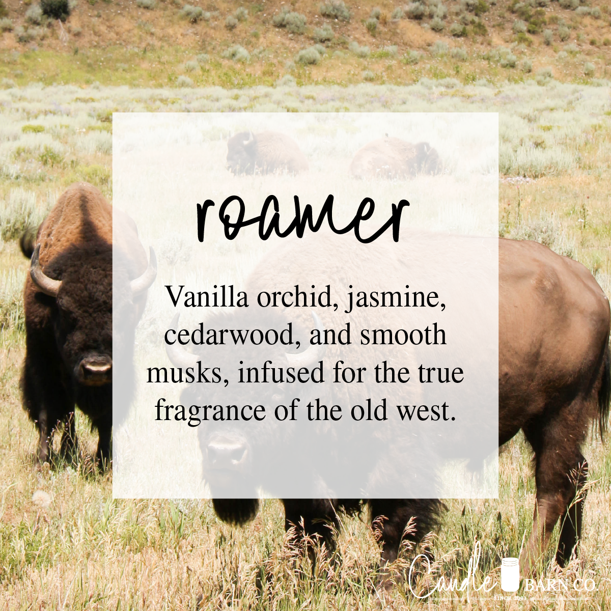 Timber Oak Candles - Vente Bougie en bocal - ROAMER | Pot Mason 16 oz | WESTERN | Bougie de soja 100% pur1