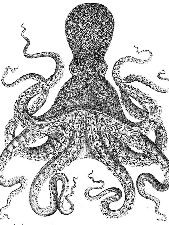 Octopus Print - Vintage Style - Choose Your Print Size for wholesale by Freewheelin' Arts