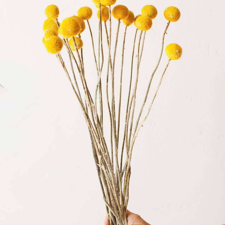 Idlewild Floral Co. - Wholesale Dried/Pressed Flowers - Dried Yellow Billy Balls4