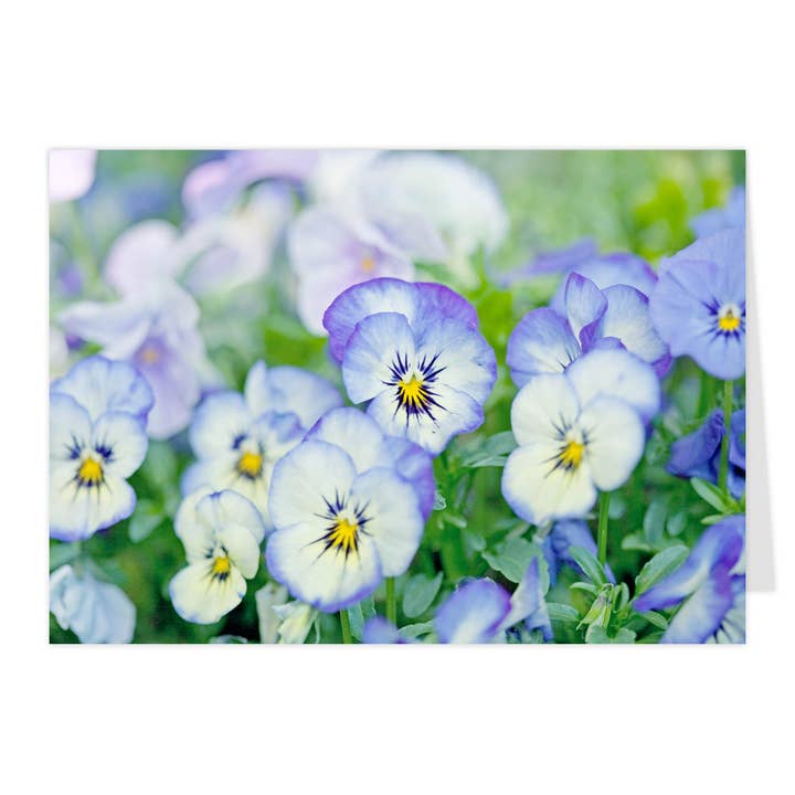 Klappkort "Violer" for engroshandel hos paruspaper. nutzfeine papeterie