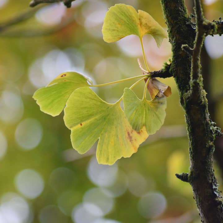 Impressão Ginko 4 A4 por atacado de Red Berry Photos