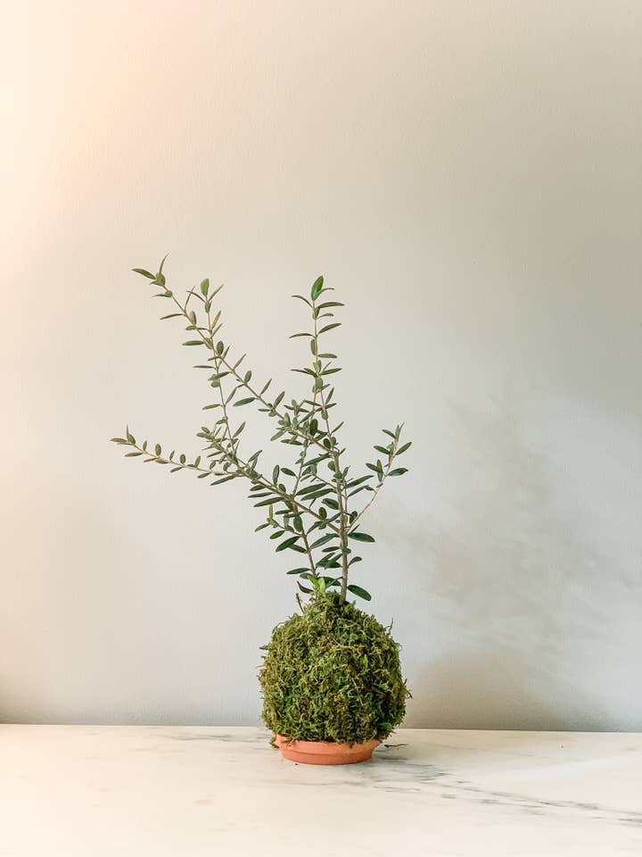 Olive Tree Kokedama for wholesale by White Stable Farms