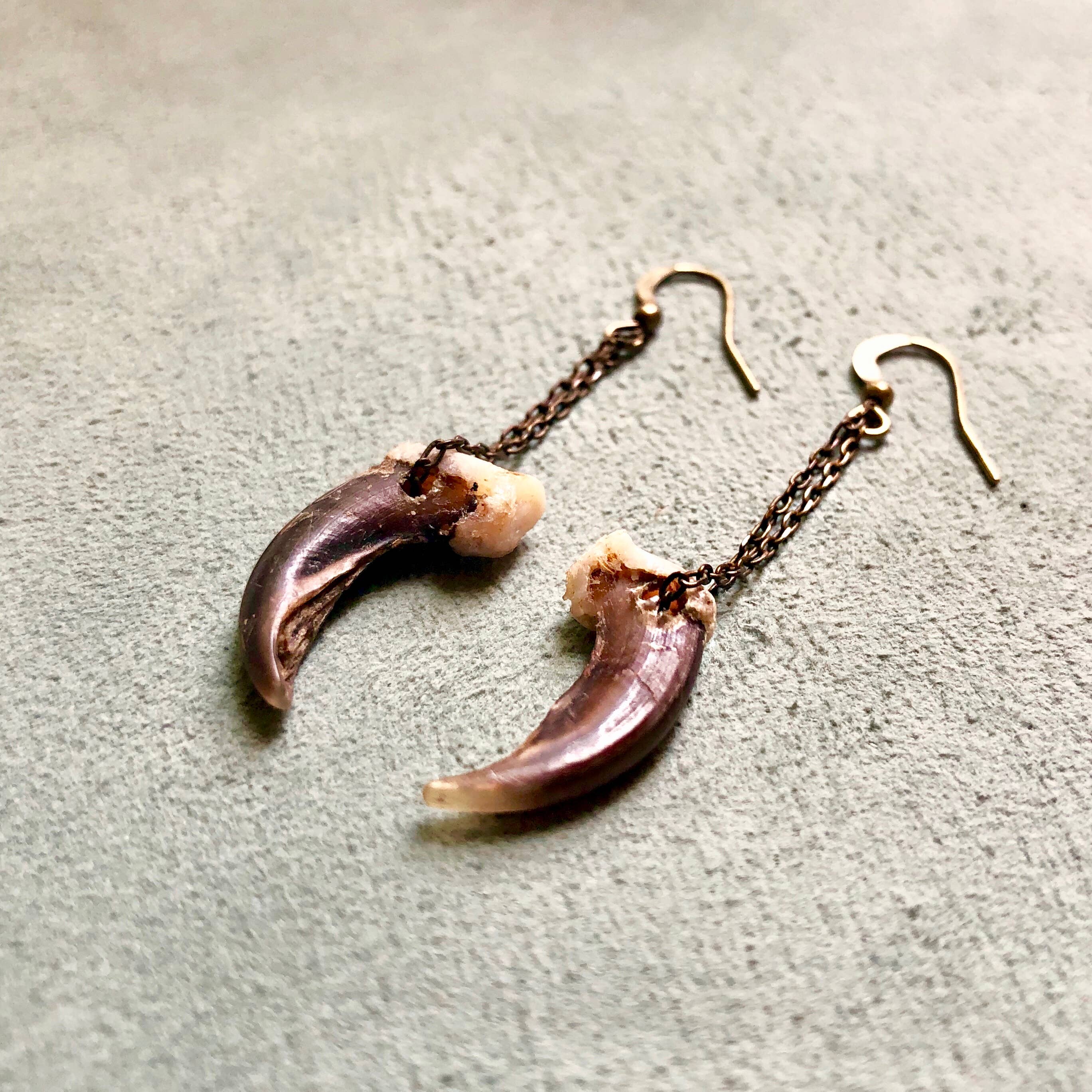 ASTALI - Wholesale Dangle Earrings - Coyote Claw Earrings, Real Claws, Dangle Earrings, Taxidermy3