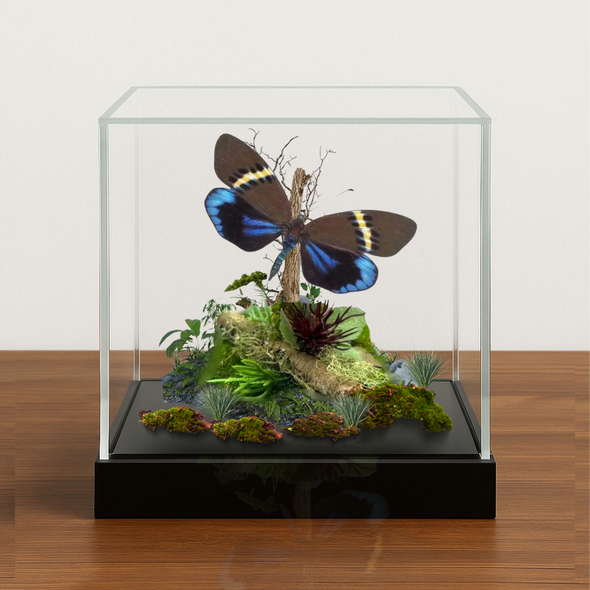 Instar Innovations - Wholesale Decorative Tabletop Object - Authentic Eterusia repleta Moth Diorama | 6x6x6 Inch Display0