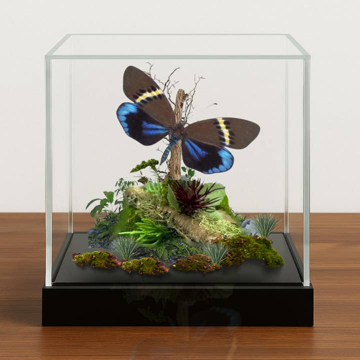 Instar Innovations - Wholesale Decorative Tabletop Object - Authentic Eterusia repleta Moth Diorama | 6x6x6 Inch Display0