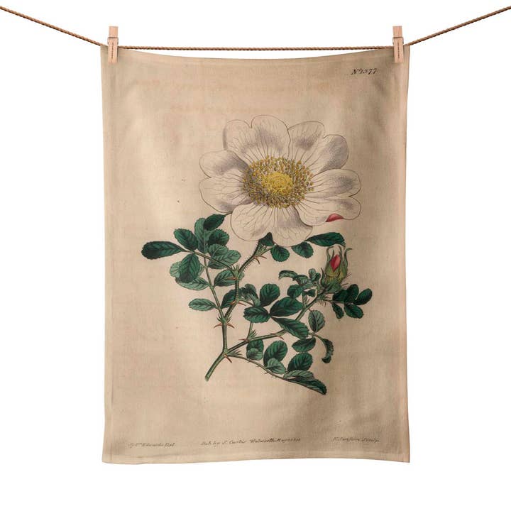 Macartney's Rose - Botanical Tea Towel for wholesale by ART CUSHIONS