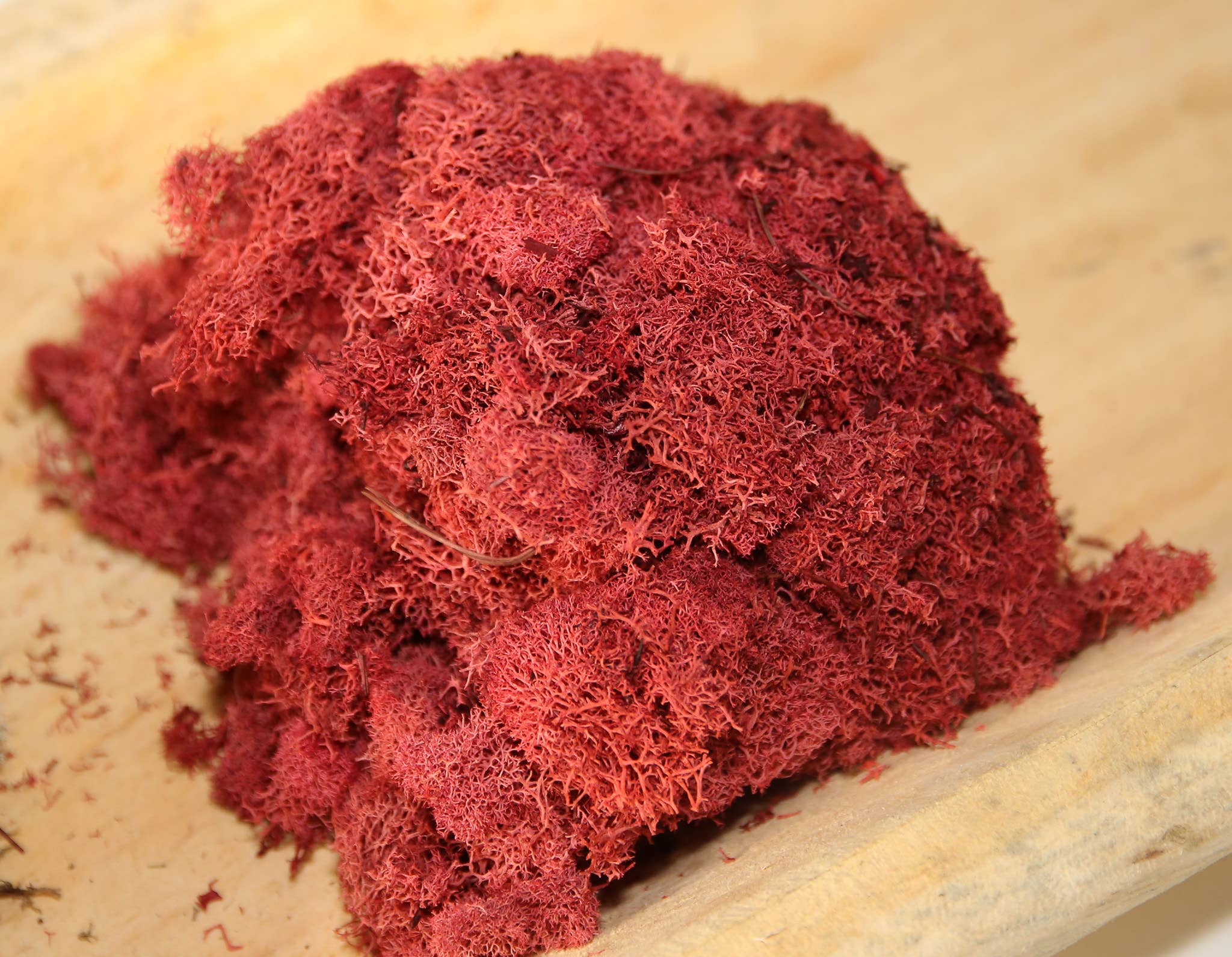 Forever Green Art - Wholesale Live Plant - Preserved Colored Deer Moss – 4oz Bag (Min. 8 Bags)3