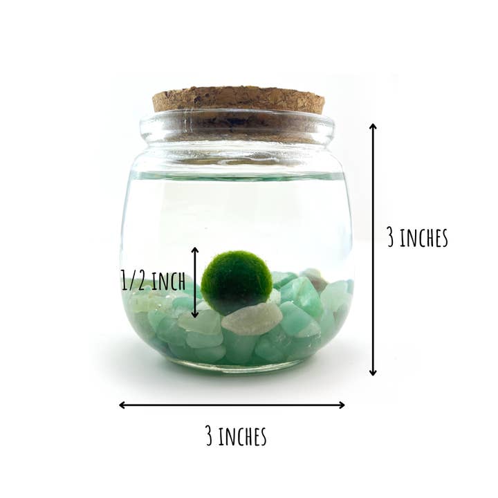 Moss Amigos | Moss Ball Terrariums - Wholesale Live Plant - Medium Marimo Moss Ball Terrarium with Aventurine Gemstones