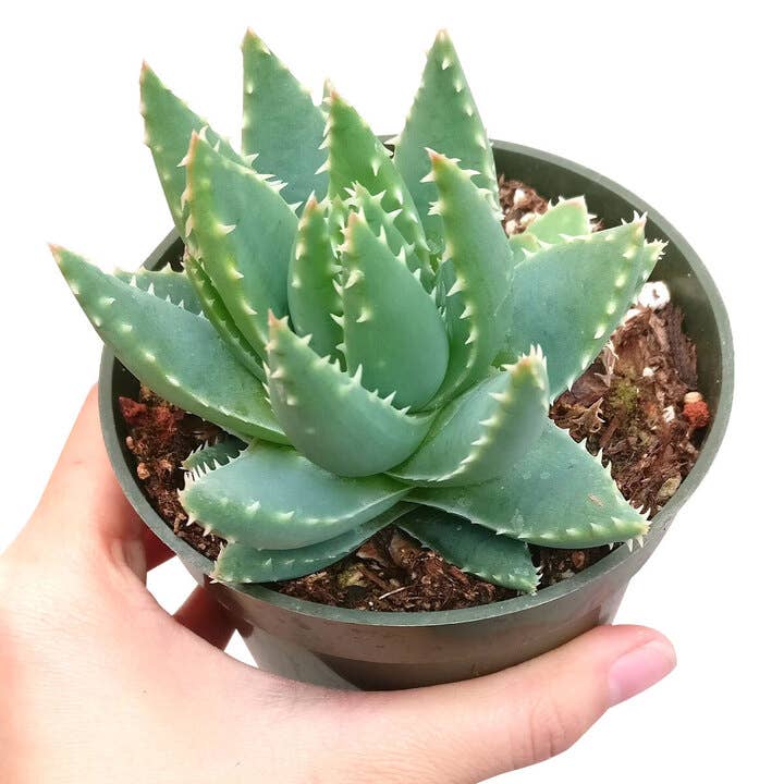 Best Plant Friend - Wholesale Succulent - Aloe Brevifolia Short-Leaved 2in/4in - Live Succulent1