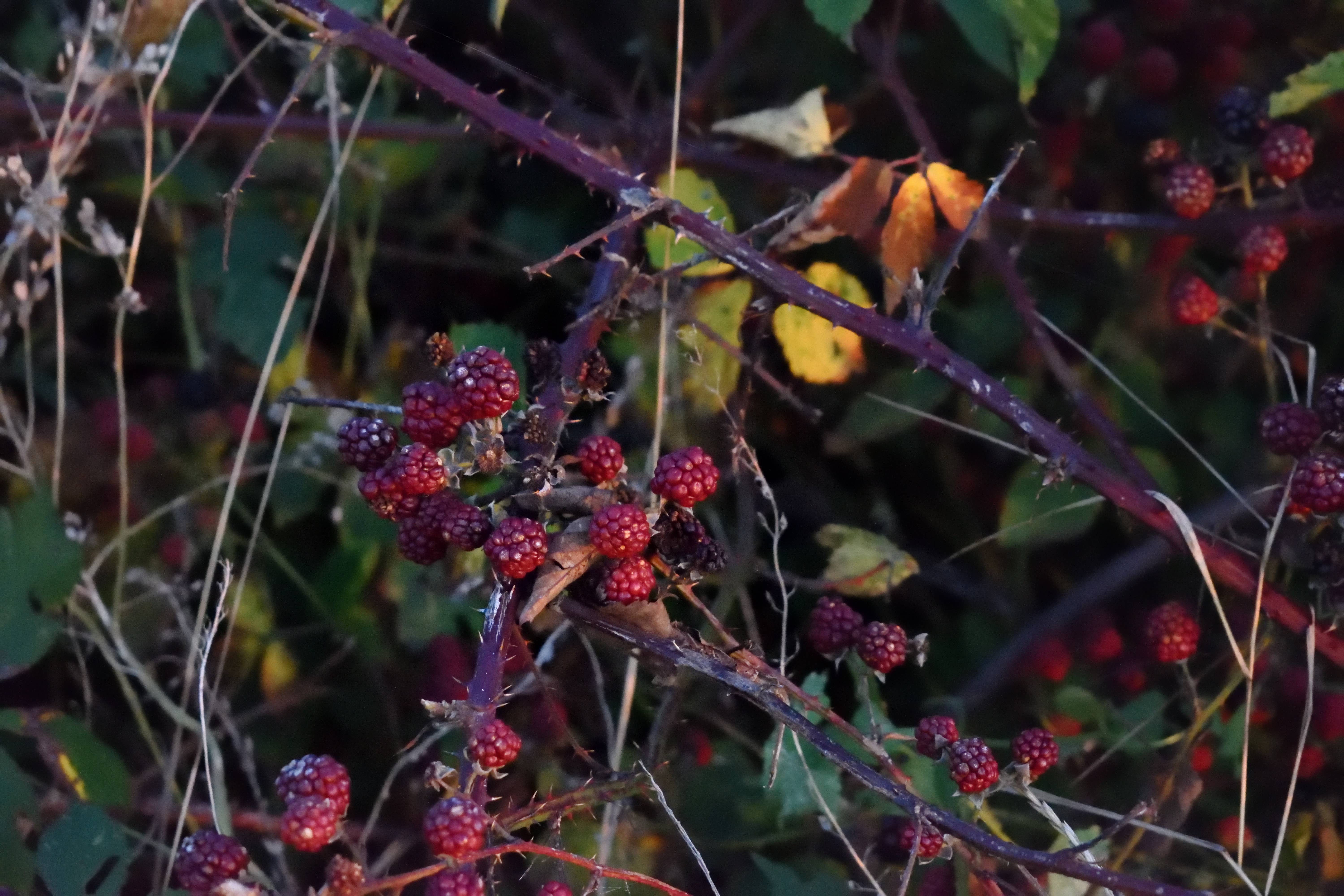 MISS MERLE Duftmanufaktur – wholesale Doftpinnar – Doftpinnar HAVSBÄR - Hallon & rosa peppar2