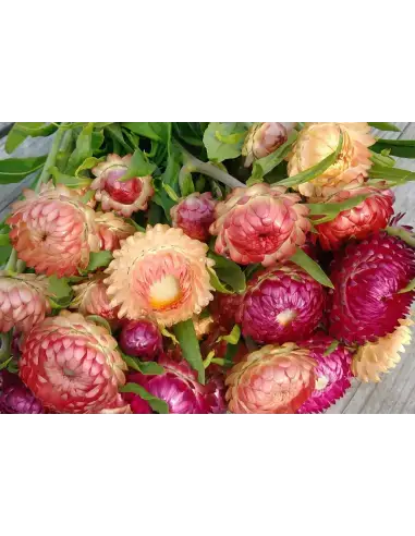 Florasource - Wholesale Fresh Cut Flowers - Strawflower Assorted 5 / 10 / 15 / 20 bunches0