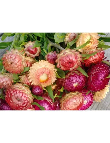 Florasource - Wholesale Fresh Cut Flowers - Strawflower Assorted 5 / 10 / 15 / 20 bunches