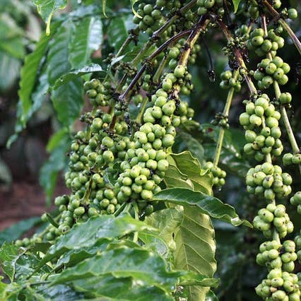 Ollois - Wholesale Oral Supplement/Vitamin - Olloïs Coffea Cruda 30C Vegan Organic kosher, 80 Pellets10