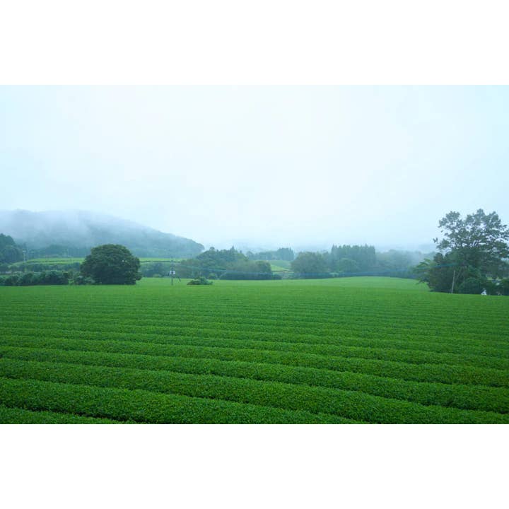 nijiri - Wholesale Health/Detox Tea - Matcha / Ceremonial Grade Matcha Powder 20g2