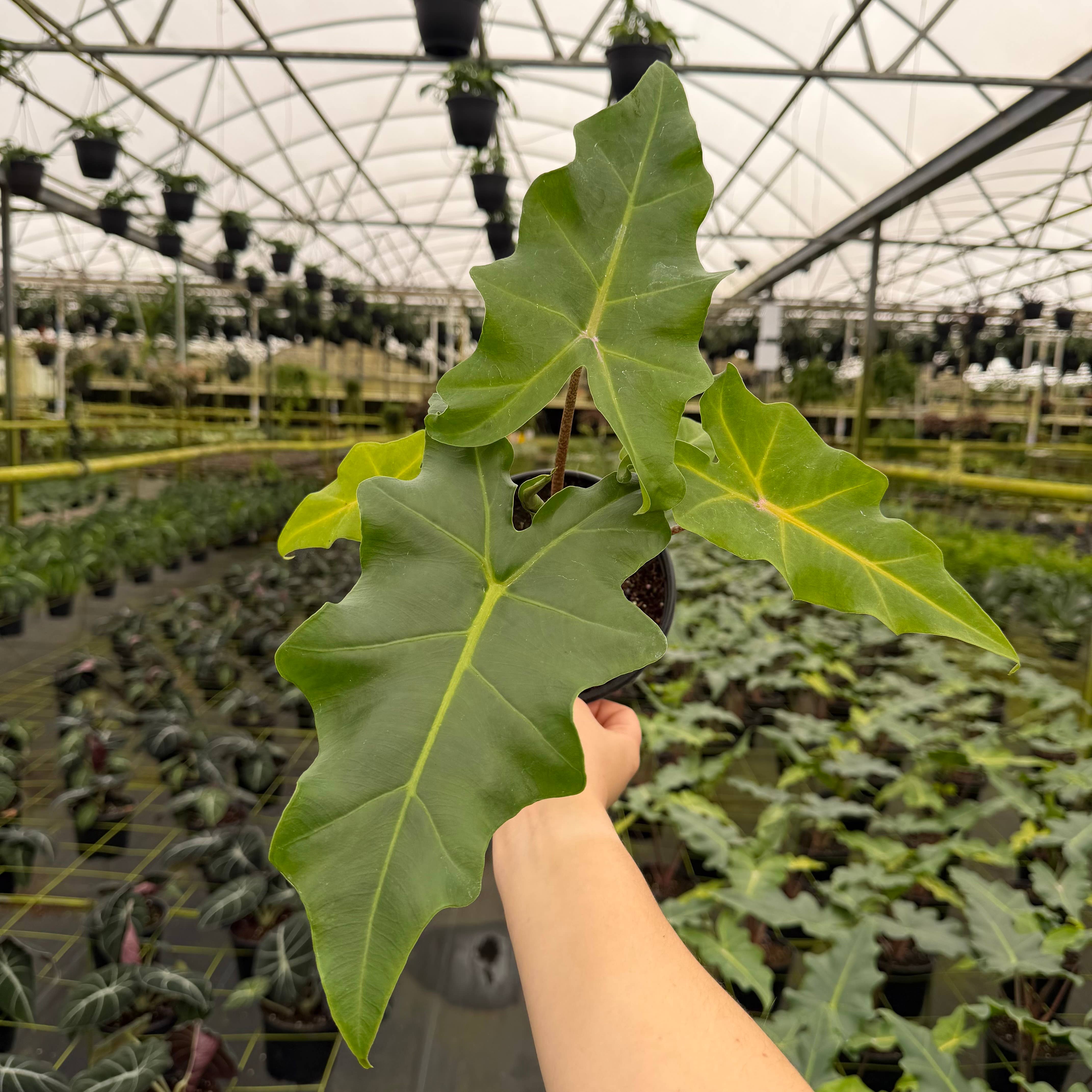 Central Florida Ferns & Foliage - Wholesale Live Plant - ALOCASIA Golden Dragon Live Plant 6in1