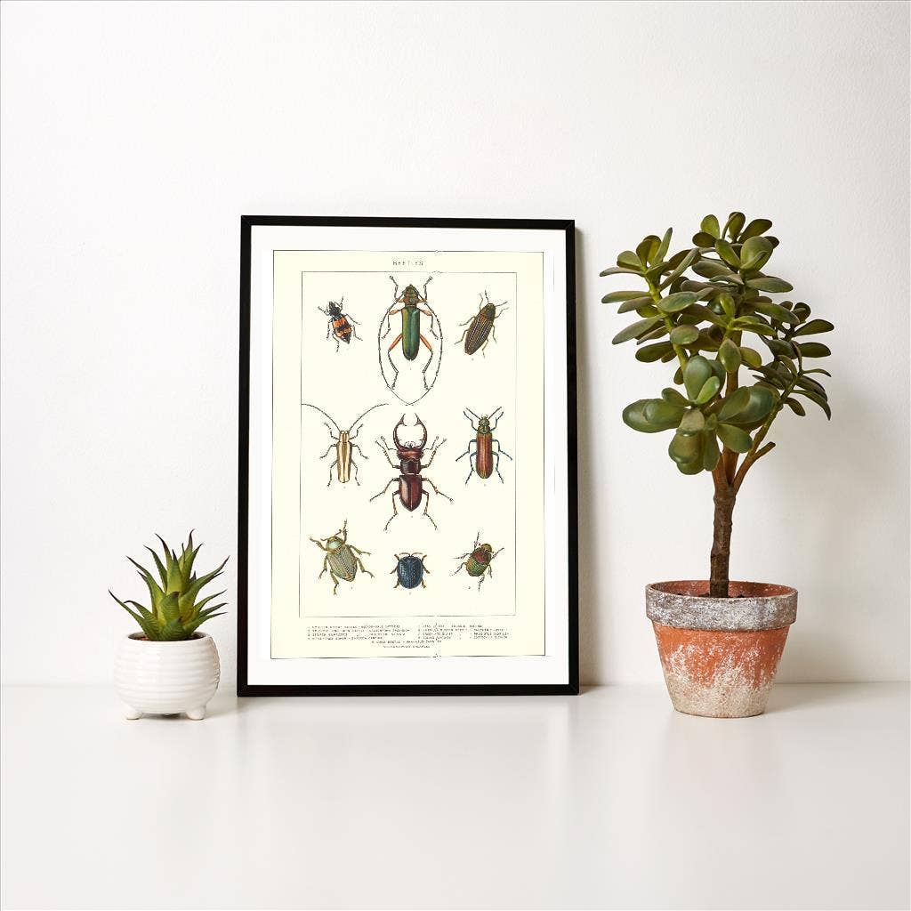 Found Image Press - Wholesale Art print - Art Print IS-29 Various Kinds of Beetles1