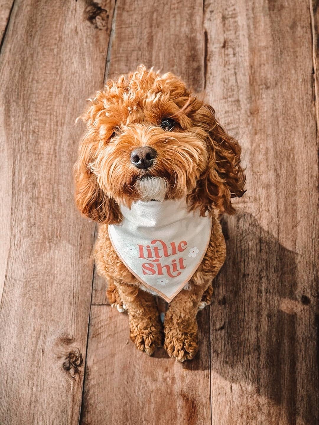 Boneyard Co. – wholesale Pet bandana – Dog – "Little Sh*t" Funny Sassy Dog Bandana, unique dog mom gifts5