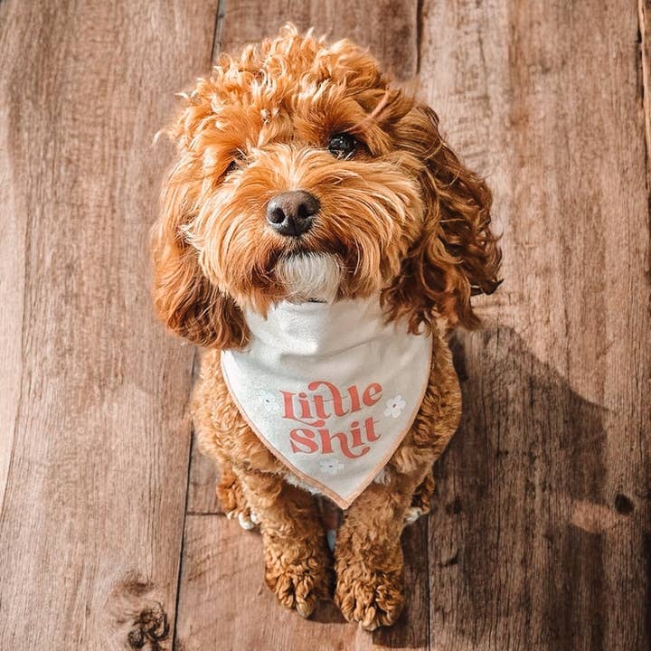 Boneyard Co. – wholesale Pet bandana – Dog – "Little Sh*t" Funny Sassy Dog Bandana, unique dog mom gifts5