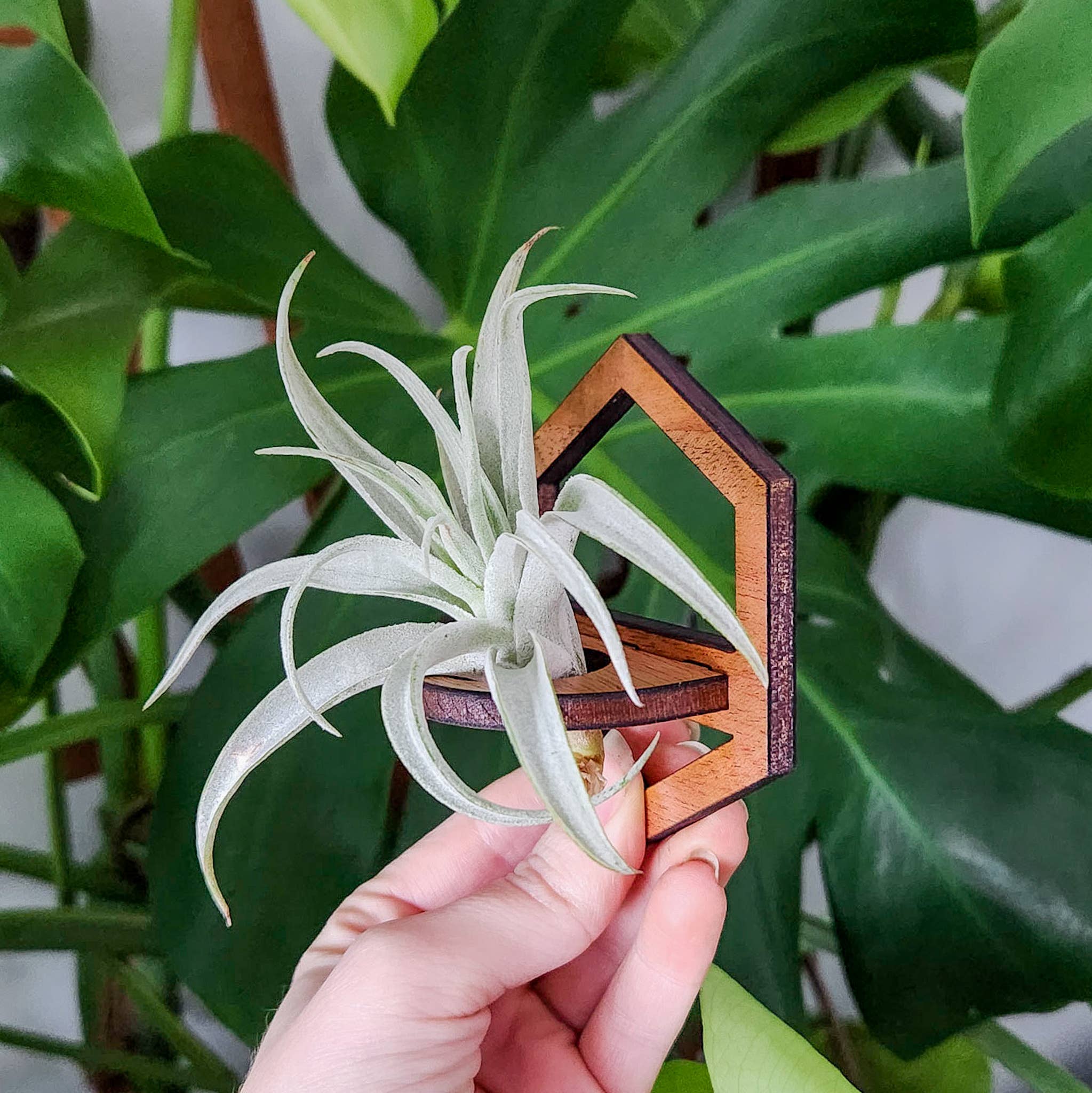 Leaf & Node - Wholesale Hanging Planter - Air Plant Holder, Wall Hanging, Wooden Hexagon Outline8