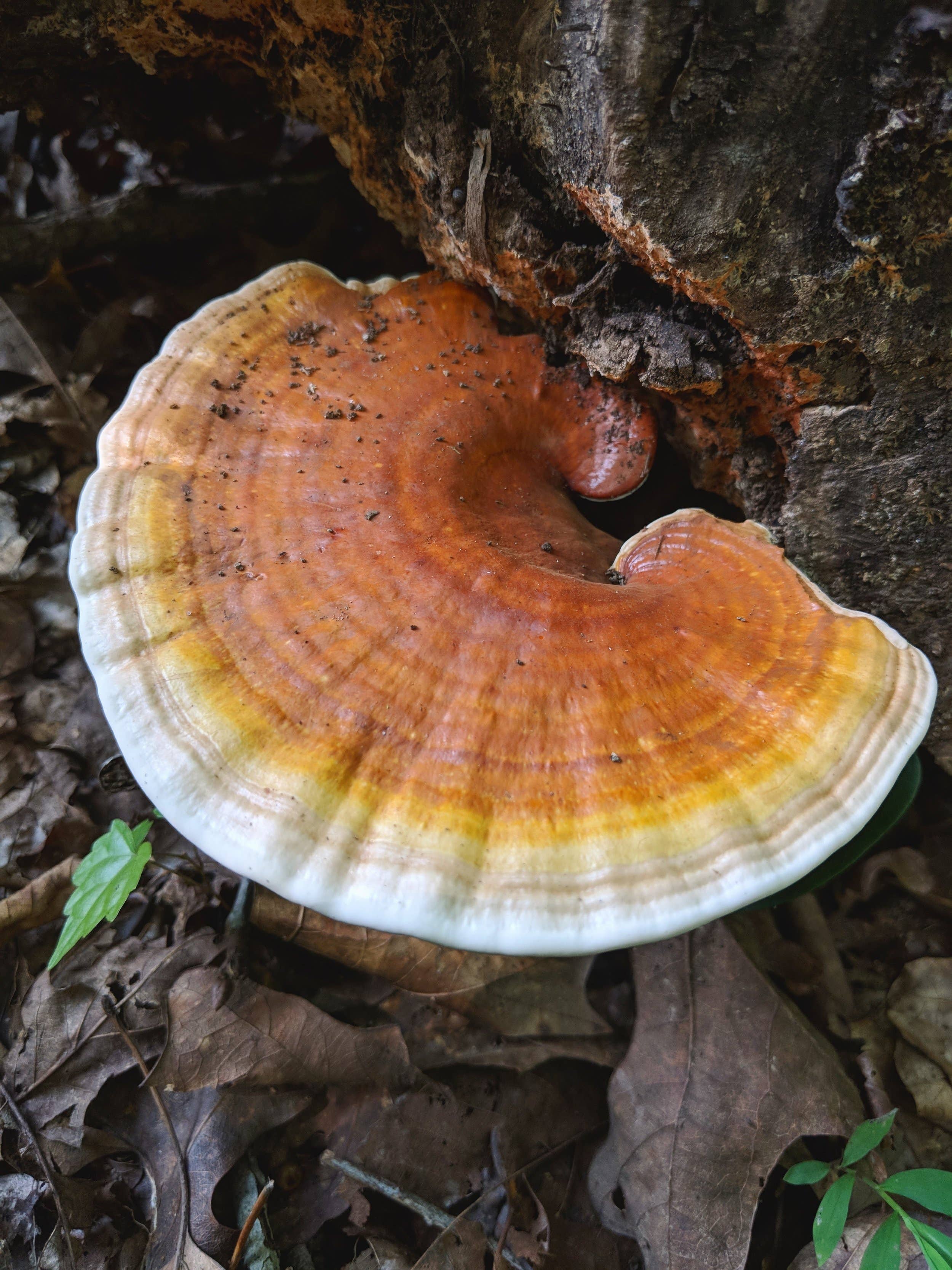 Bhava Wellness - Vendita all'ingrosso Tinture - Tintura di erbe adattogene Magic2