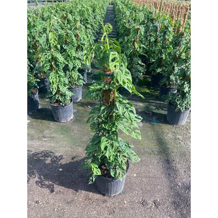 Treillis à fromage suisse Philodendron de 10 po pour la vente par Triad Plants