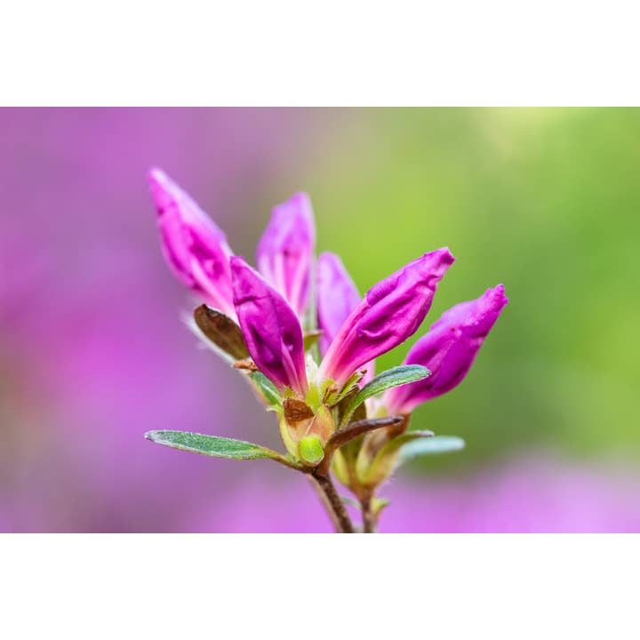 For the Best Times Fine Art Print for wholesale by Christi Kraft Photography