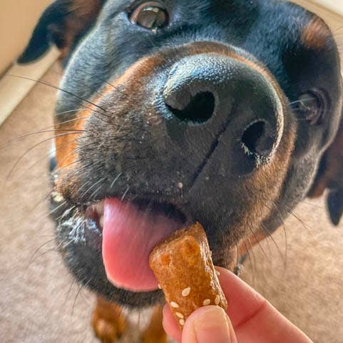 Big Head Barkery - Wholesale Pet Treats - Dog - Parmesan Cheddar Pretzel Bite Dog Treats | Natural1
