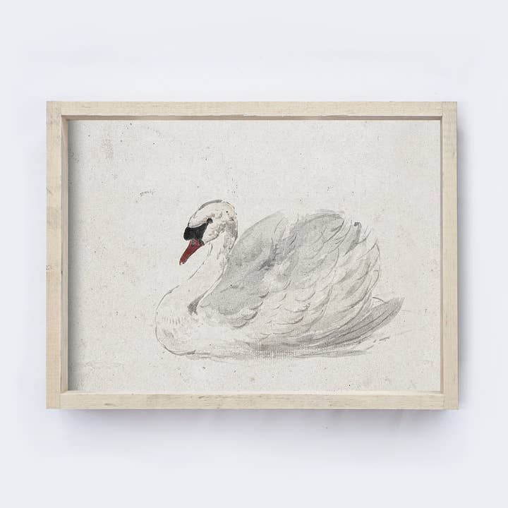 Vintage Art Print Framed | White Swan Painting A98 for wholesale by Hoekstra Decor