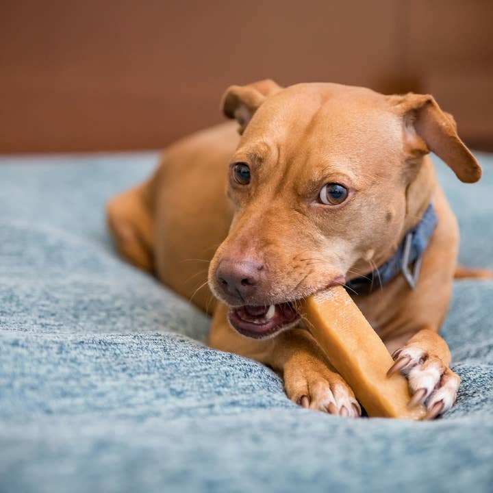 Kathmandu's Authentic Himalayan Cheese Yak Chew - Wholesale Pet Chew Toy - Dog - KATHMANDUS - Yak Cheese Dog Chew (S, M, L, and XL)