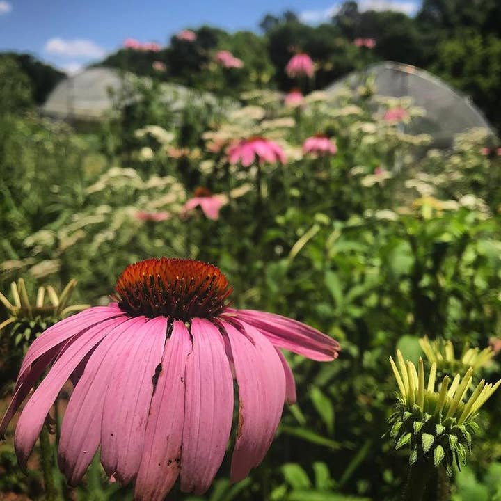 Heartsong Herbs – Großhandel Nahrungsergänzungsmittel/Vitamin zum Einnehmen – Bleib gesund Tinktur3