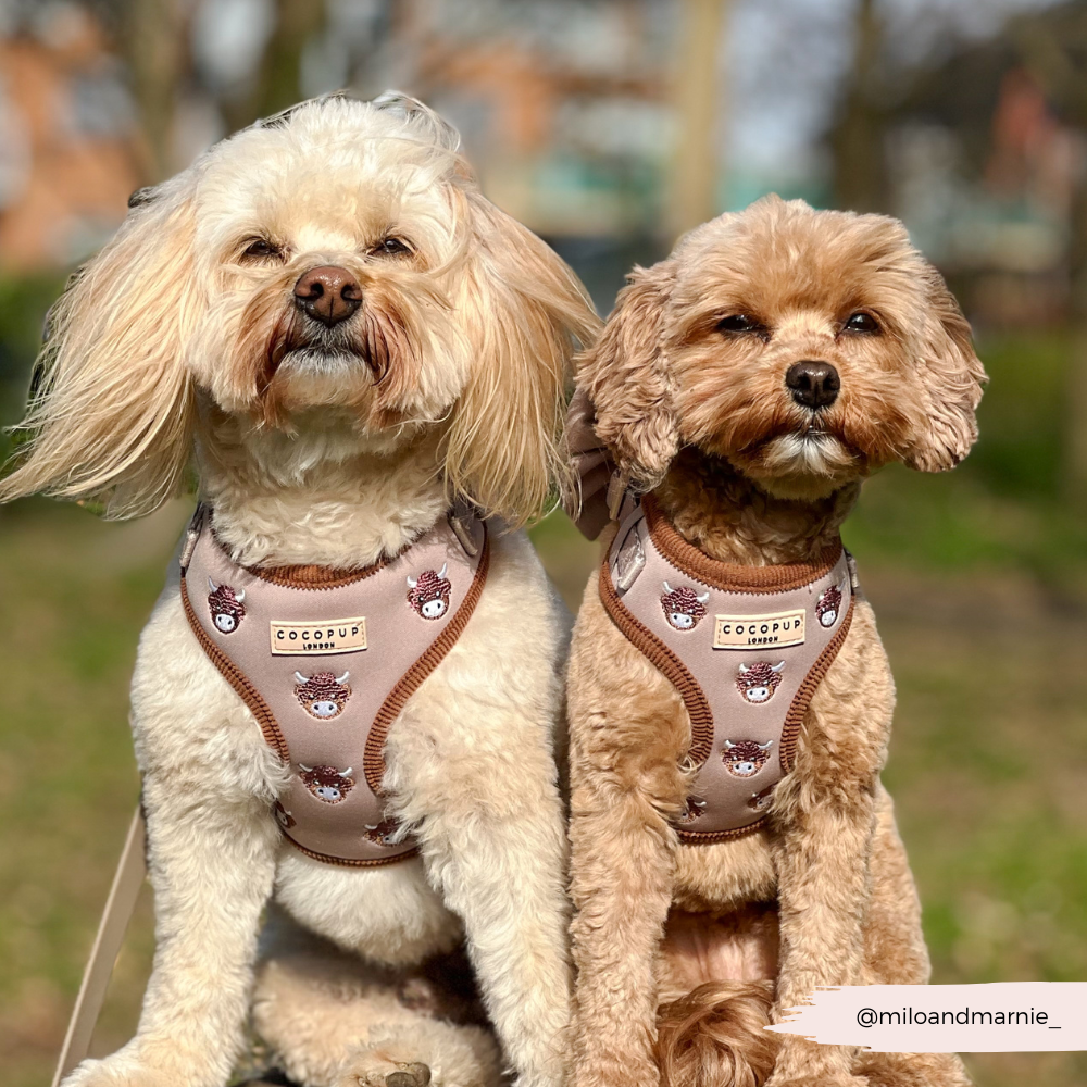 Cocopup London - Wholesale Pet Harness - Dog - Harold the Highland Cow Adjustable Neck HARNESS13