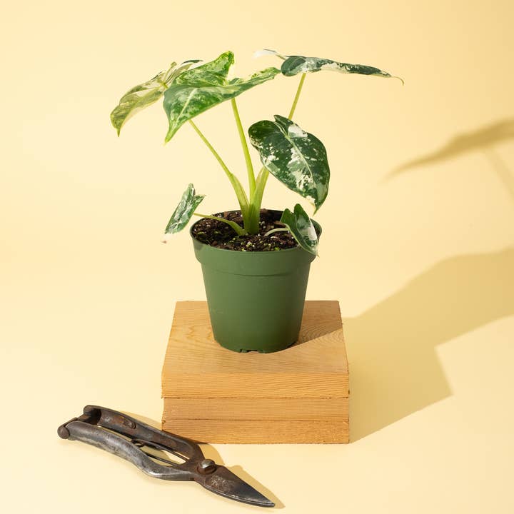 BWH Plant Co - Wholesale Live Plant - 4" Variegated Alocasia 'Frydek'
