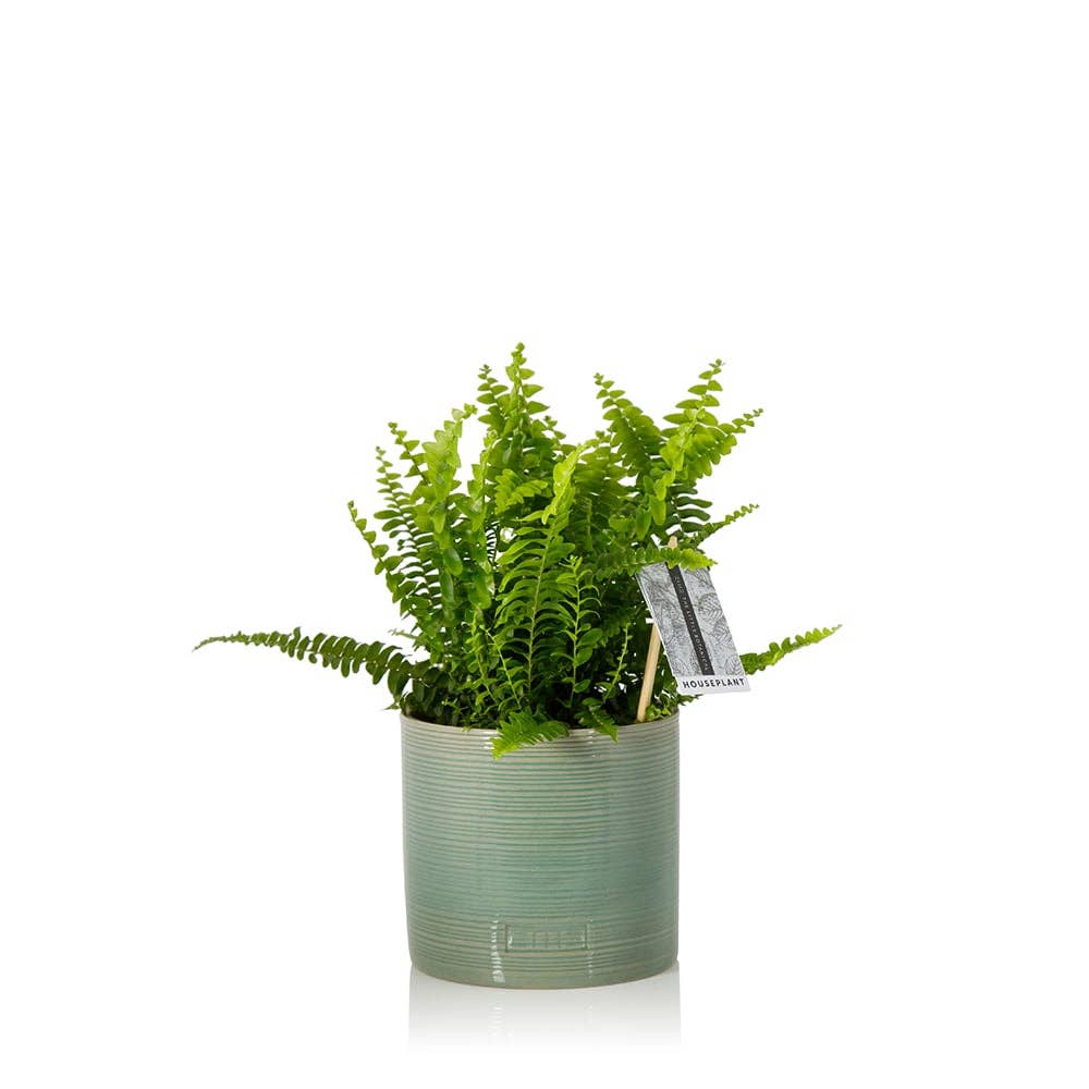 The Little Botanical – wholesale Live plant – British Grown Boston Fern2