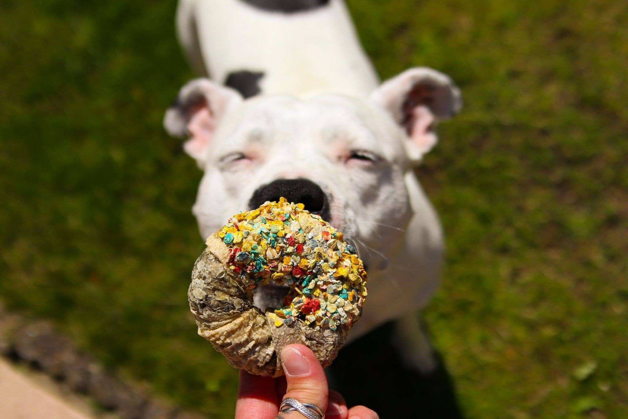 Belpharmed bv: Cooka's Cookies & Sensidog - Wholesale Pet Treats - Dog - Candy Crush Pack - Dried Meats & Fish With Dogfetti4