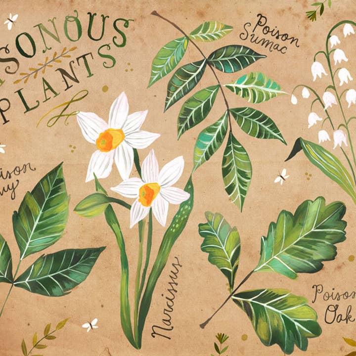 Katie Daisy - Vendita all'ingrosso Stampa artistica - Stampa di piante velenose