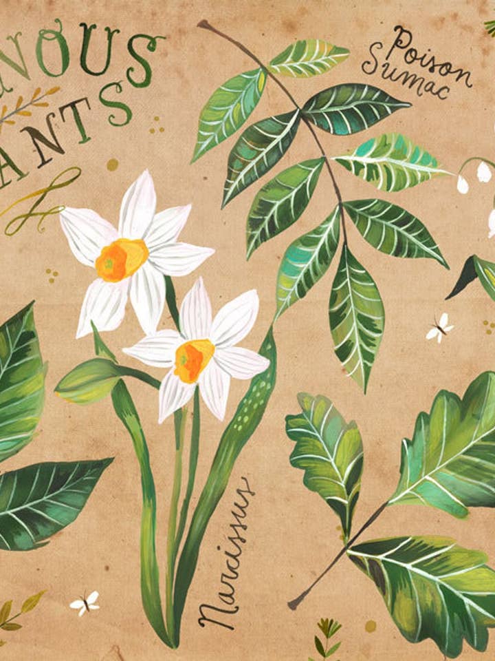 Poisonous Plants Print for wholesale by Katie Daisy