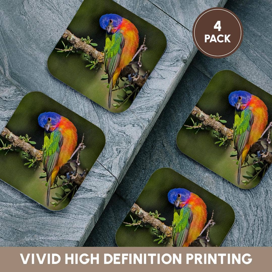 3dRose - Wholesale Coasters - 3dRose, Painted bunting foraging in brush country near the Rio Grande, Texas., Coaster12