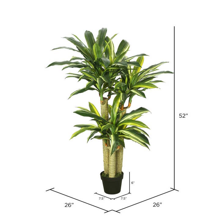 Green Yellow Vickerman 52" RT Dracaena Tree in Black Pot for wholesale on Faire1