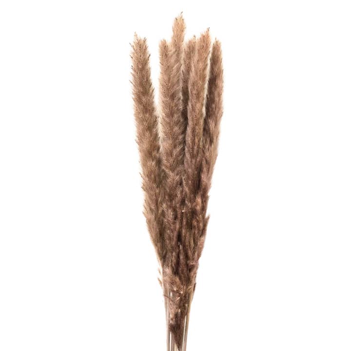 Botanico Ltd. - Wholesale Dried/pressed flowers - Mini Pampas Grass1