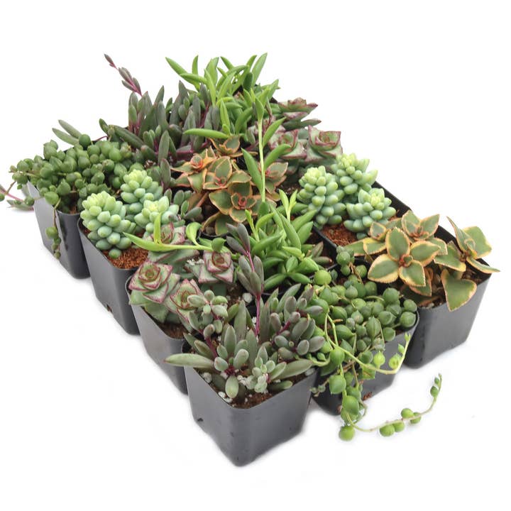Mountain Crest Gardens - Wholesale Succulent - Trailing & Strings Succulents 24-Pack (6 Varieties, 2" Pots)