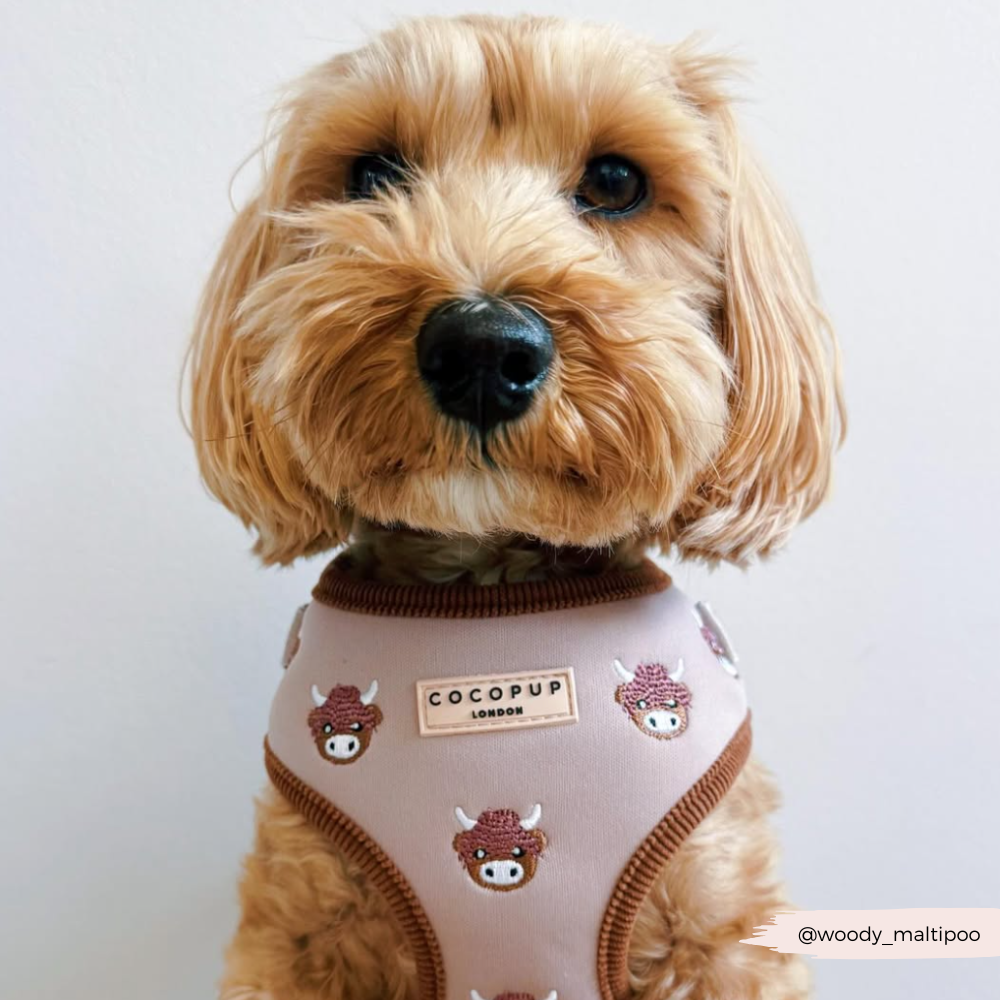 Cocopup London - Wholesale Pet Harness - Dog - Harold the Highland Cow Adjustable Neck HARNESS34