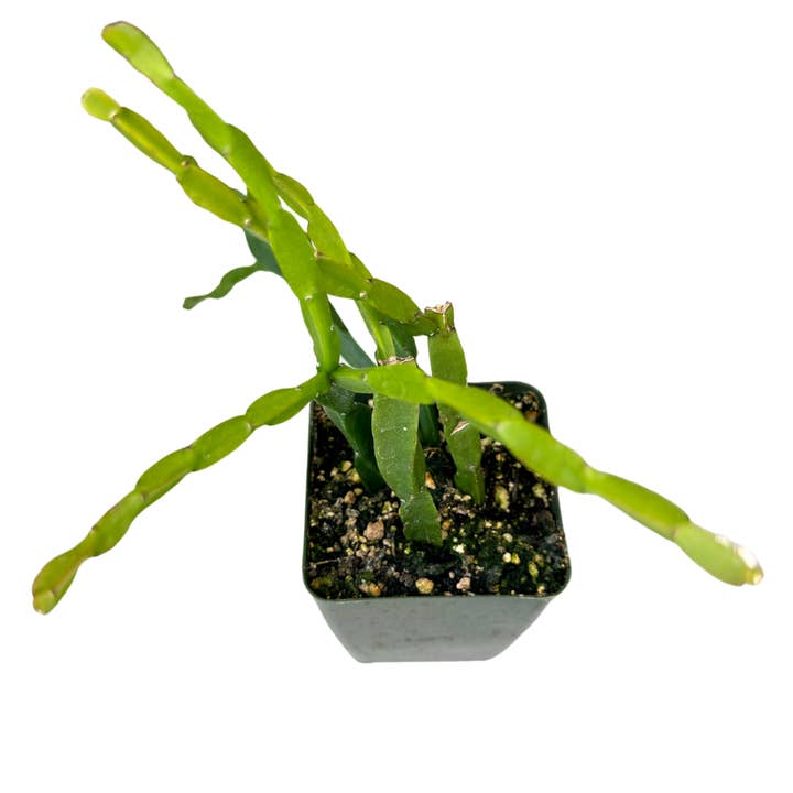 4" Chain Cactus (Rhipsalis paradoxa) – Live Houseplant for wholesale by Flow State